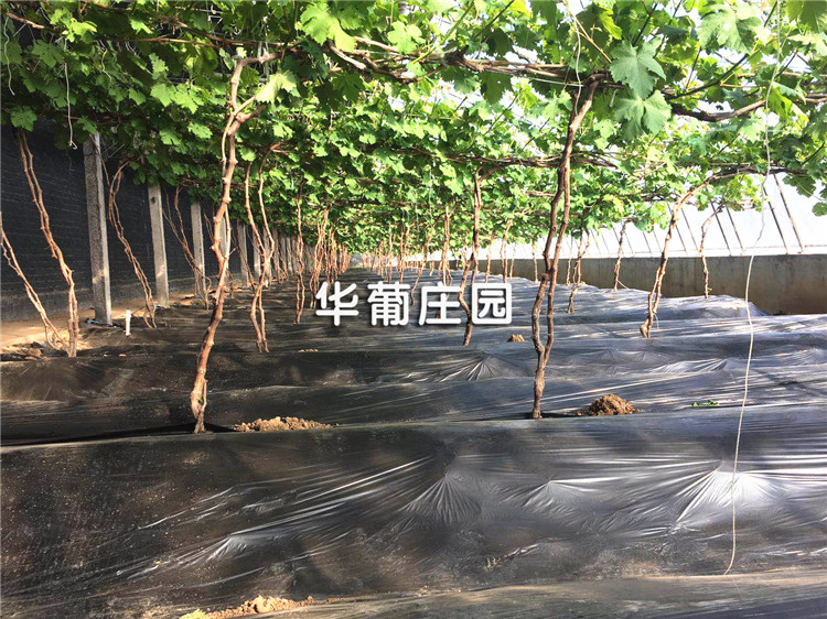 XCLP3-30T/40T小噸位精密四柱液壓裁斷機 XCLP3-30T/40T小噸位精密四柱液壓裁斷機